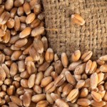 Grano